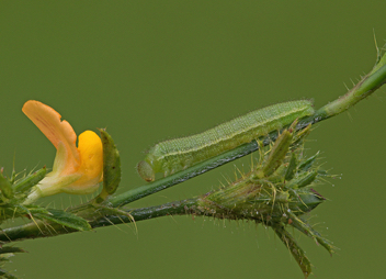 Barred Yellow caterpillar